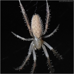 Larinia directa
