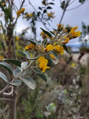 Stirtonanthus taylorianus