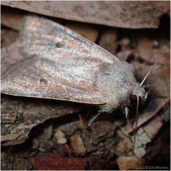 Noctuinae