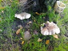 Fungi