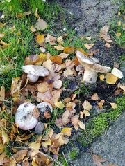Fungi