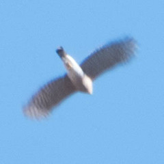 Accipiter
