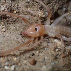 Eremobatidae