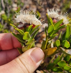 Leucospermum bolusii
