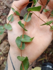 Leucopogon amplexicaulis