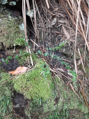 Leucopogon amplexicaulis