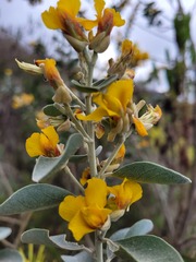 Stirtonanthus taylorianus