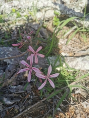 Pachypodium succulentum