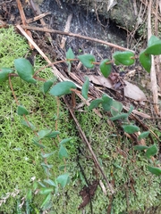 Leucopogon amplexicaulis