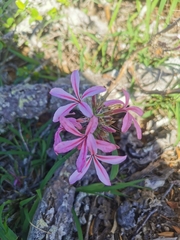 Pachypodium succulentum