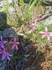 Pachypodium succulentum