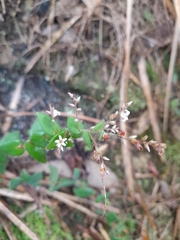 Leucopogon amplexicaulis