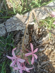 Pachypodium succulentum