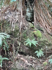 Leucopogon amplexicaulis