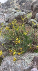 Senecio odoratus