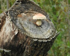 Hemipholiota populnea