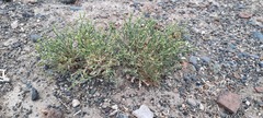 Anabasis brevifolia
