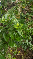 Metrosideros polymorpha