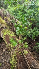 Metrosideros polymorpha