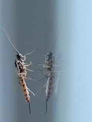 Tromatobia lineatoria