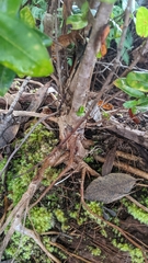 Metrosideros polymorpha