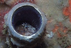 Chalaroderma ocellata