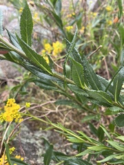 Senecio odoratus