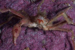 Achaeopsis spinulosa