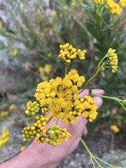 Senecio odoratus