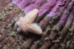 Allostichaster capensis