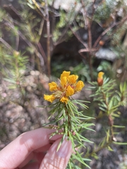 Pultenaea stipularis