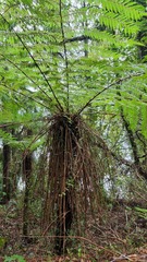 Cyathea smithii