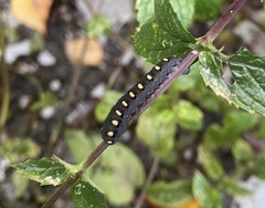 Tenthredo marginella