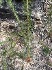 Pultenaea stipularis