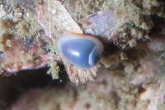 Gibberula dulcis