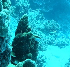 Paracirrhites forsteri
