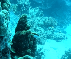 Paracirrhites forsteri