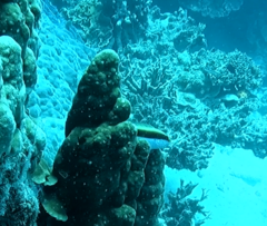 Paracirrhites forsteri