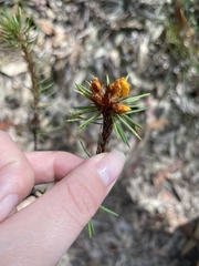 Pultenaea stipularis