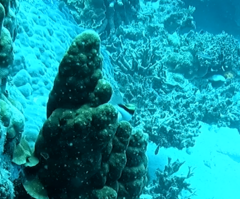 Paracirrhites forsteri