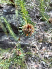 Pultenaea stipularis