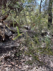 Pultenaea stipularis