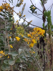 Stirtonanthus taylorianus