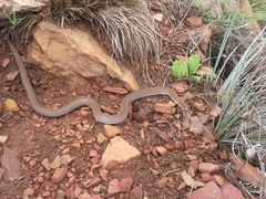 Psammophis crucifer
