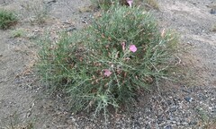 Convolvulus gortschakovii