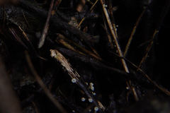 Crocicreas