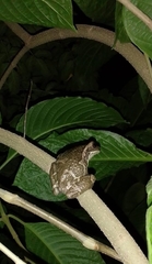 Trachycephalus vermiculatus
