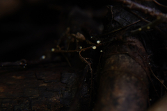 Crocicreas