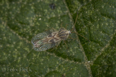Gargaphia patricia