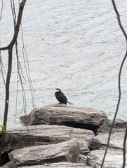 Microcarbo melanoleucos brevirostris